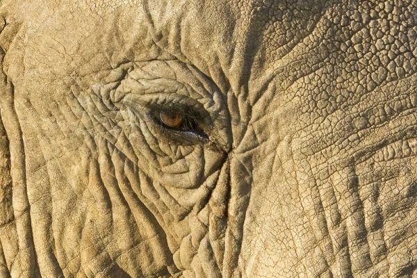Kenya, Samburu Reserve Elephant face and eye